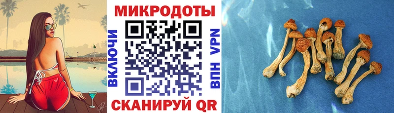 Галлюциногенные грибы Psilocybe Павловская